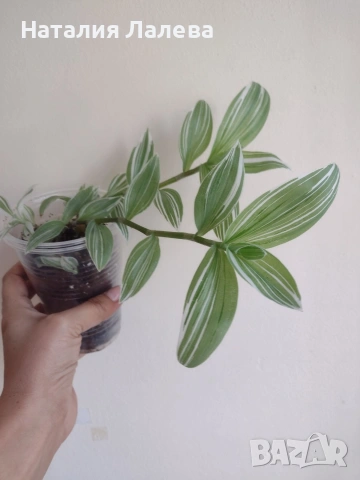 Традесканция, tradescantia albiflora albovittata