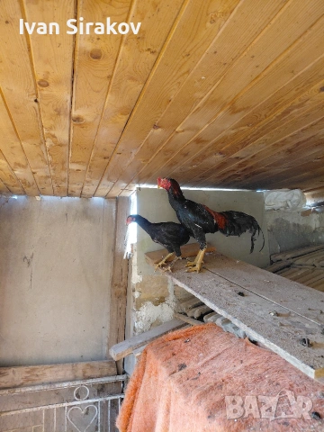 продавам две петлета порода Hint Horozu