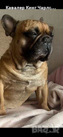 Френски булдочета