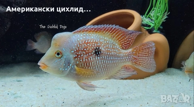 Geophagus Brasiliensis, снимка 2 - Рибки - 54546025