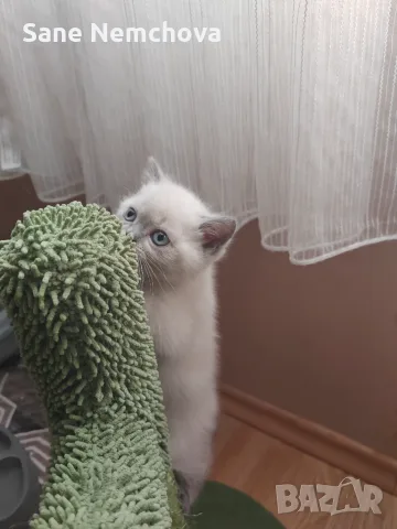 Британски котенца