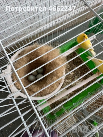 Чистокръвна Малиноа , снимка 5 - Канари - 54124092