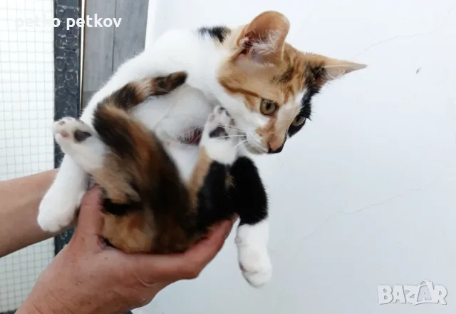 Подарявам малко котенце, снимка 6 - Други - 55456451