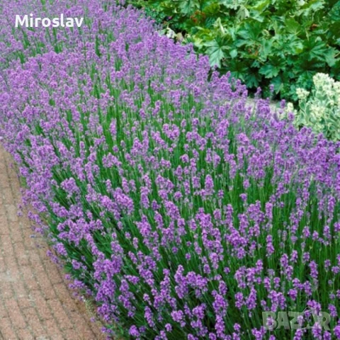 Лавандула (хидкот компакт), снимка 3 - Градински цветя и растения - 54836561