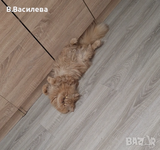 Персийски котарак , снимка 4 - Персийска - 54767766