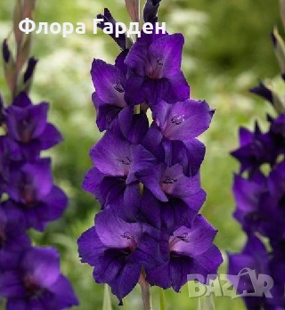 ГЛАДИОЛ - Луковици - 20 % от посочените цени