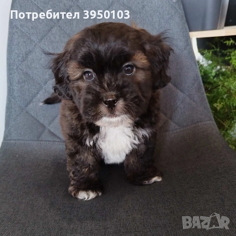 Shih poo/Mini poodle , снимка 3 - Ши Тцу - 54302526