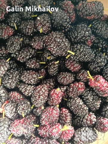 Пресен Бадем, лозови листа, черници, снимка 4 - Домашни продукти - 55157471