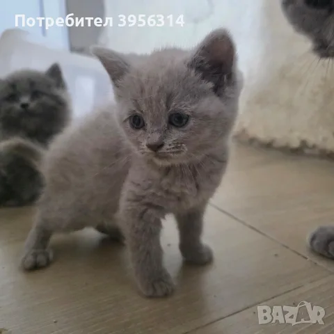 British Shorthair 61 дена, снимка 6 - Британска късокосместа - 55661938