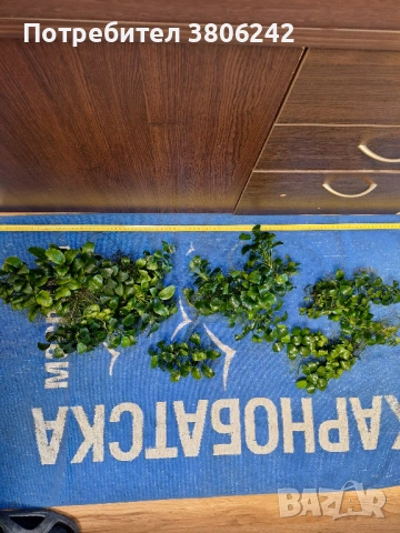 Растения анубиас