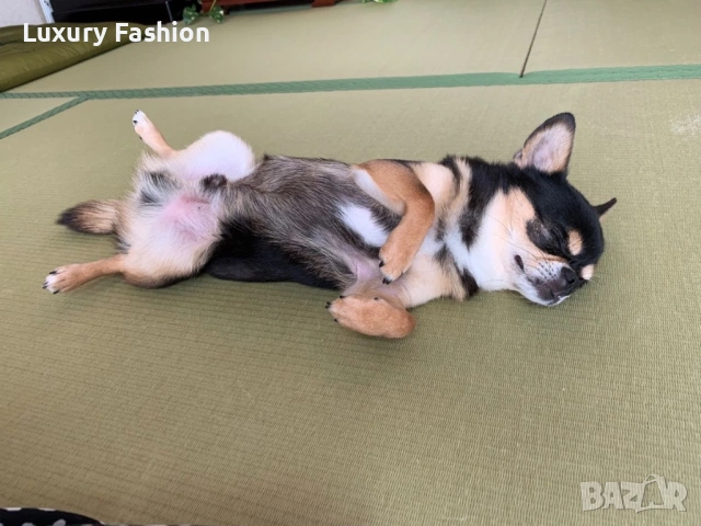 Мини чихуахуа момченце, снимка 9 - Чихуахуа - 54218067