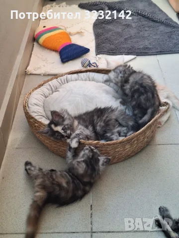 Котенца Мейн Куун , снимка 12 - Мейн кун - 55512481