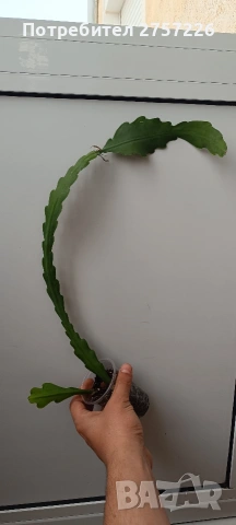 Disocactus crenatus, снимка 2 - Стайни растения - 54187692