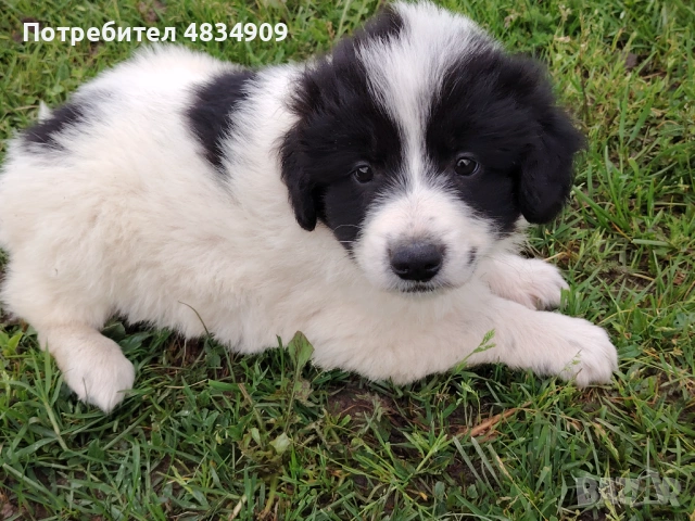 Женска  Каракачанка, снимка 3 - Каракачанска овчарка - 54645196