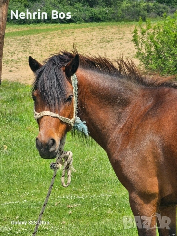mnogo krotak vari ina karusa , снимка 4 - Коне - 54603407