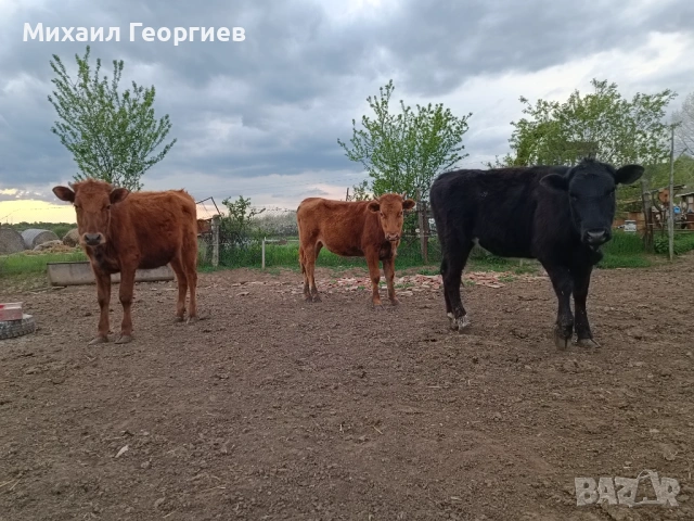 Продавам телета