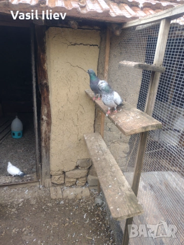 Има Бодан шанан Раде Матик кинчати 30 евро за бройка , снимка 11 - Гълъби - 54014898