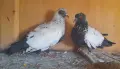 Продавам дацкифазанови, снимка 3