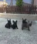 Френски булдог топ качество, снимка 3