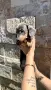 🐾 Мини дакелче – момче търси своето ново семейство! 🐾, снимка 1