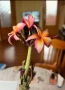 Плумерия (Frangipani) – Хавайско цвете, снимка 10