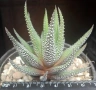 Хавортия ласита (Haworthia attenuata v. radula Haworthia Lassytha), сукулентно растение, снимка 1