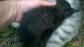котета, снимка 5