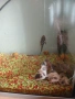 Аквариуми и рибки, снимка 2