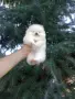 Миниатюрно бяло мини момче. Мини Померан., снимка 6