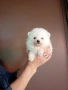 Бели мъжки Померани , снимка 6