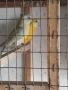 поини папагали , снимка 2