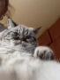 табй котета , снимка 3