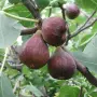 Продавам прясна домашна смокиня, снимка 3