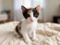 Подаряват се котенца, снимка 3