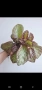 Еписция, episcia Jim's rose garden, снимка 3