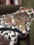 Мъжко коте, снимка 1