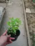 Ягодова гуава (Psidium cattleyanum) – екзотично плодно растение с ароматни плодове, снимка 4
