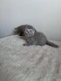 Чистокръвни британски котенца , снимка 8