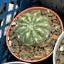 Кактус  Matucana Polzii, снимка 12