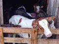 свободни бозайници и отбити телета, снимка 1