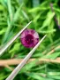 Естествен Гранат Родолит 1.31 ct – Мозамбик, снимка 5