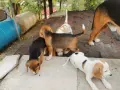 Бигълчета родени юни месец, снимка 3