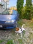Peugeot 306 1.9 td на части, снимка 1