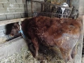 Продавам две телета мъжки , снимка 3