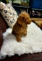 Мини пудел, снимка 2
