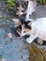 Подараваме малко коте, снимка 4