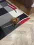 Мини пудел……….., снимка 4
