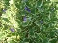 Голяма пъстролистна винка (Vinca major variegata), снимка 1