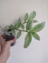 Традесканция, tradescantia albiflora albovittata, снимка 1