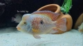 Geophagus Brasiliensis, снимка 2